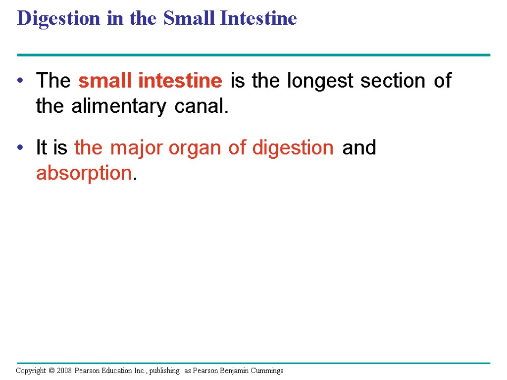 Digestion in the Small Intestine The small intestine is the longest section of the